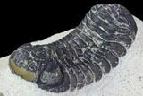 Bargain, Austerops Trilobite - Ofaten, Morocco #106002-3